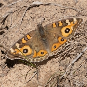 Junonia villida (Meadow Argus) at Symonston, ACT - 9 Sep 2025 by rawshorty
