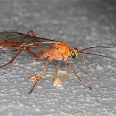 Ichneumonidae (family) at Symonston, ACT - 9 Sep 2025 by rawshorty
