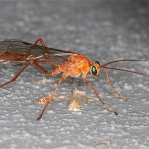 Ichneumonidae (family) at Symonston, ACT - 9 Sep 2025 by rawshorty