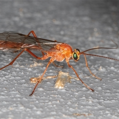 Ichneumonidae (family) at Symonston, ACT - 9 Sep 2025 by rawshorty