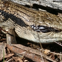 Tiliqua scincoides scincoides (Eastern Blue-tongue) at Gundaroo, NSW - 9 Sep 2025 by Gunyijan