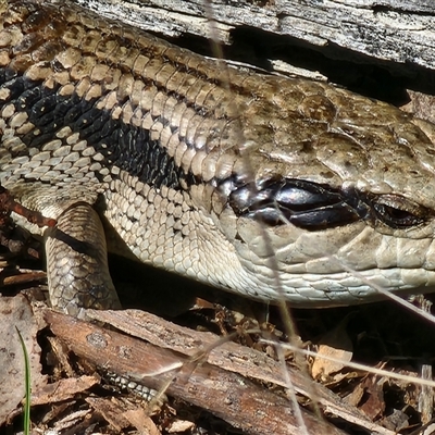 Tiliqua scincoides scincoides (Eastern Blue-tongue) at Gundaroo, NSW - 9 Sep 2025 by Gunyijan