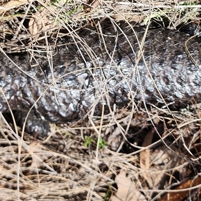 Tiliqua rugosa (Shingleback Lizard) at Gundaroo, NSW - 7 Sep 2025 by Gunyijan