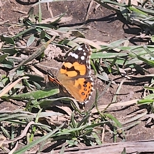 Vanessa kershawi (Australian Painted Lady) at Anembo, NSW - 9 Sep 2025 by Csteele4