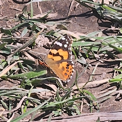 Vanessa kershawi (Australian Painted Lady) at Anembo, NSW - 9 Sep 2025 by Csteele4