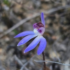 Caladenia caerulea (Blue Fingers, Blue Fairies) at Carwoola, NSW - 7 Sep 2025 by Csteele4