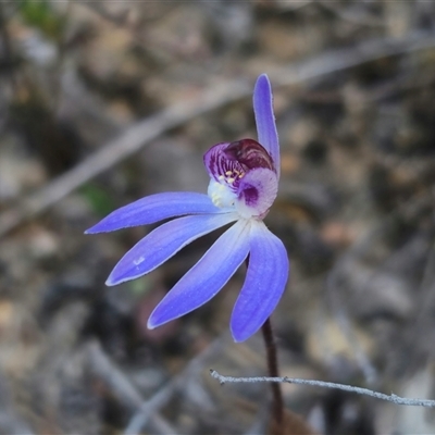 Caladenia caerulea (Blue Fingers, Blue Fairies) at Carwoola, NSW - 7 Sep 2025 by Csteele4