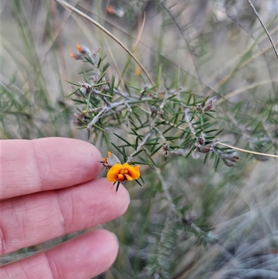 Dillwynia sieberi (Sieber's Parrot Pea) at Carwoola, NSW - 7 Sep 2025 by Csteele4