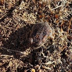 Uperoleia laevigata (Smooth Toadlet) at Nanima, NSW - 9 Sep 2025 by 81mv