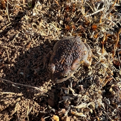 Uperoleia laevigata (Smooth Toadlet) at Nanima, NSW - 9 Sep 2025 by 81mv
