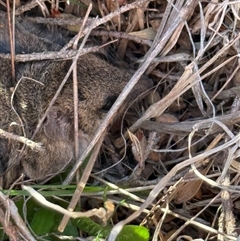 Sminthopsis murina (Common Dunnart) at Nanima, NSW - 9 Sep 2025 by 81mv
