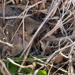 Sminthopsis murina (Common Dunnart) at Nanima, NSW - 9 Sep 2025 by 81mv