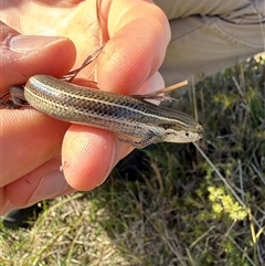 Acritoscincus duperreyi (Eastern Three-lined Skink) at Nanima, NSW - 9 Sep 2025 by 81mv