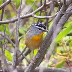 Pardalotus punctatus (Spotted Pardalote) at Uriarra Village, ACT - 7 Sep 2025 by MB