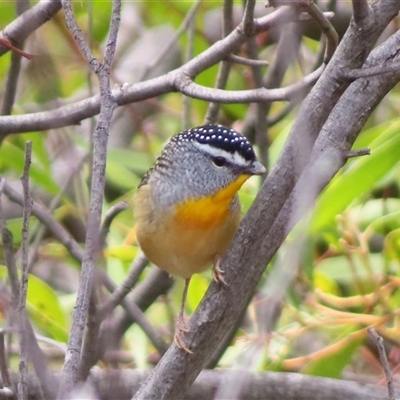 Pardalotus punctatus (Spotted Pardalote) at Uriarra Village, ACT - 7 Sep 2025 by MB