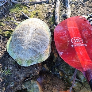 Chelodina longicollis (Eastern Long-necked Turtle) at Yarrow, NSW - 5 Sep 2025 by MB
