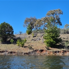 Pinus radiata (Monterey or Radiata Pine) at Googong, NSW - 5 Sep 2025 by MB