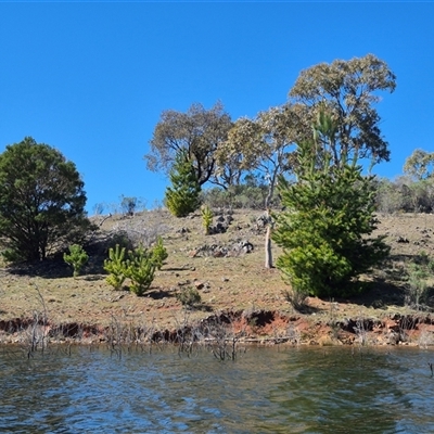 Pinus radiata (Monterey or Radiata Pine) at Googong, NSW - 5 Sep 2025 by MB