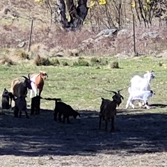 Capra hircus (Goat, Feral Goat) at Googong, NSW - 5 Sep 2025 by MB