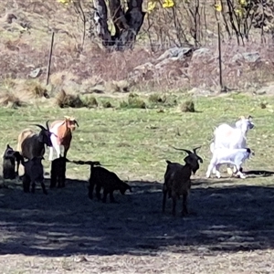 Capra hircus (Goat, Feral Goat) at Googong, NSW - 5 Sep 2025 by MB