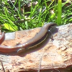 Morethia boulengeri (Boulenger's Skink) at Gundaroo, NSW - 6 Sep 2025 by Gunyijan