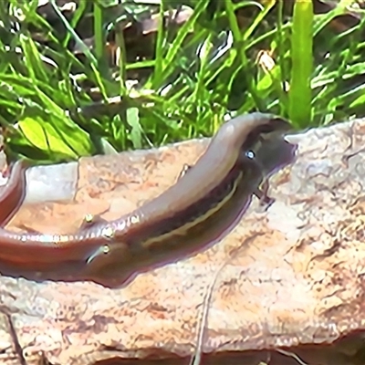 Morethia boulengeri (Boulenger's Skink) at Gundaroo, NSW - 6 Sep 2025 by Gunyijan