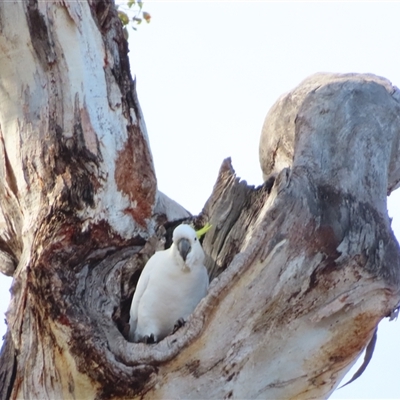 Cacatua galerita (Sulphur-crested Cockatoo) at Banks, ACT - 30 Aug 2025 by MB