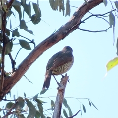 Ptilonorhynchus violaceus (Satin Bowerbird) at Conder, ACT - 31 Aug 2025 by MB