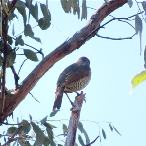 Ptilonorhynchus violaceus (Satin Bowerbird) at Conder, ACT - 31 Aug 2025 by MB