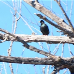 Sturnus vulgaris (Common Starling) at Fyshwick, ACT - 1 Sep 2025 by MB