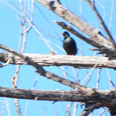 Sturnus vulgaris (Common Starling) at Fyshwick, ACT - 1 Sep 2025 by MB