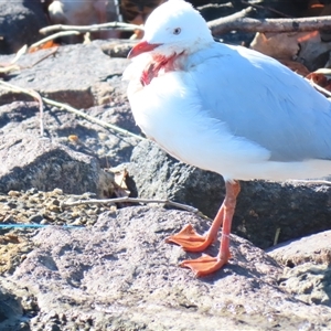 Chroicocephalus novaehollandiae (Silver Gull) at Barton, ACT - 1 Sep 2025 by MB