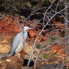 Egretta novaehollandiae (White-faced Heron) at Googong, NSW - 5 Sep 2025 by MB