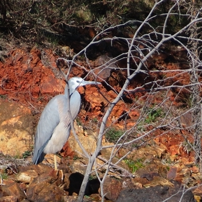 Egretta novaehollandiae (White-faced Heron) at Googong, NSW - 5 Sep 2025 by MB