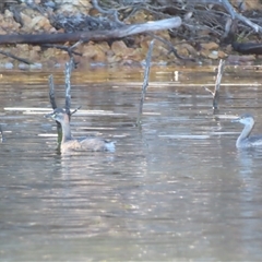 Tachybaptus novaehollandiae (Australasian Grebe) at Yarrow, NSW - 5 Sep 2025 by MB