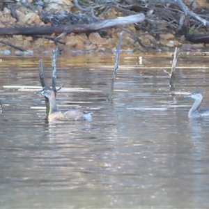 Tachybaptus novaehollandiae (Australasian Grebe) at Yarrow, NSW - 5 Sep 2025 by MB
