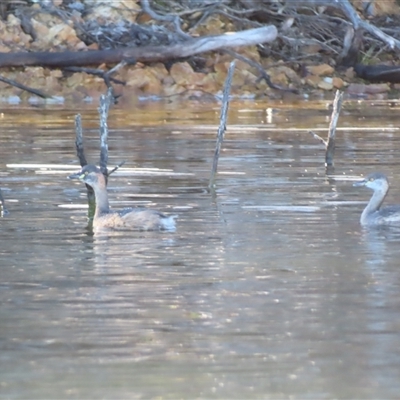 Tachybaptus novaehollandiae (Australasian Grebe) at Yarrow, NSW - 5 Sep 2025 by MB
