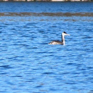 Podiceps cristatus (Great Crested Grebe) at Yarrow, NSW - 5 Sep 2025 by MB
