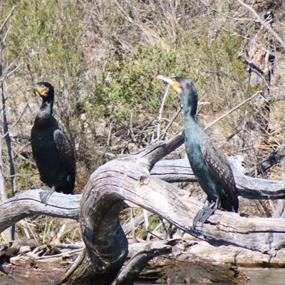 Phalacrocorax carbo (Great Cormorant) at Googong, NSW - 5 Sep 2025 by MB