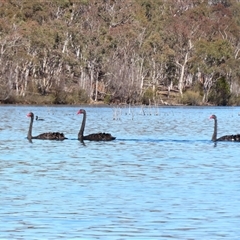 Cygnus atratus (Black Swan) at Googong, NSW - 5 Sep 2025 by MB