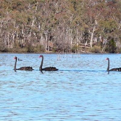 Cygnus atratus (Black Swan) at Googong, NSW - 5 Sep 2025 by MB
