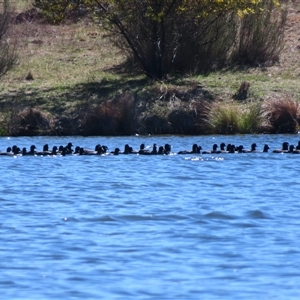 Fulica atra (Eurasian Coot) at Googong, NSW - 5 Sep 2025 by MB