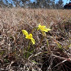 Diuris chryseopsis (Golden Moth) at Forde, ACT - 9 Sep 2025 by RangerRiley