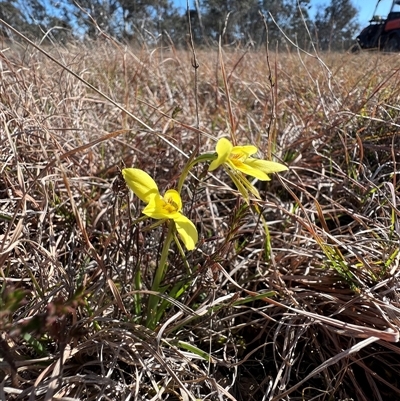 Diuris chryseopsis (Golden Moth) at Forde, ACT - 9 Sep 2025 by RangerRiley