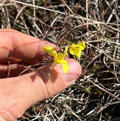 Diuris chryseopsis at Forde, ACT - suppressed