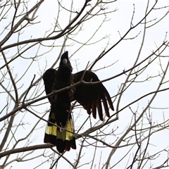 Zanda funerea (Yellow-tailed Black-Cockatoo) at Richardson, ACT - 30 Jul 2025 by MB