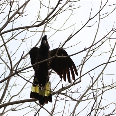 Zanda funerea (Yellow-tailed Black-Cockatoo) at Richardson, ACT - 30 Jul 2025 by MB