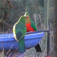 Alisterus scapularis (Australian King-Parrot) at Richardson, ACT - 18 Aug 2025 by MB