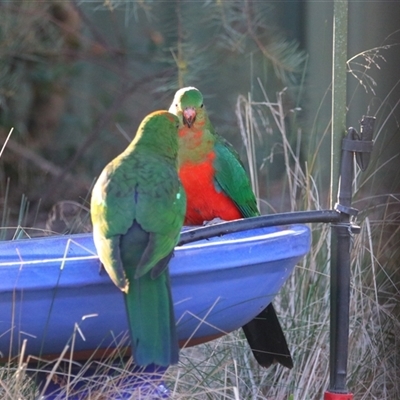 Alisterus scapularis (Australian King-Parrot) at Richardson, ACT - 18 Aug 2025 by MB
