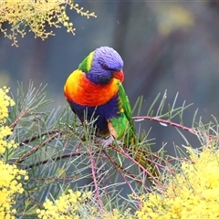 Trichoglossus moluccanus (Rainbow Lorikeet) at Richardson, ACT - 27 Aug 2025 by MB
